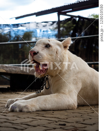 フィリピンのビガン 128010580