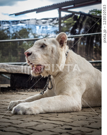 フィリピンのビガン 128010583