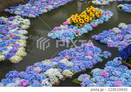 あじさいの池 あじさいアート 開成あじさい祭り あじさいの池 あじさいアート 開成あじさい祭り 128010692