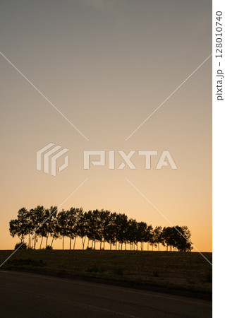 夏の夕暮れの空とシラカバ並木 美瑛町 夏の夕暮れの空とシラカバ並木 美瑛町 128010740
