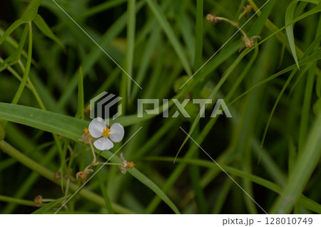 水田に咲くオモダカ 128010749