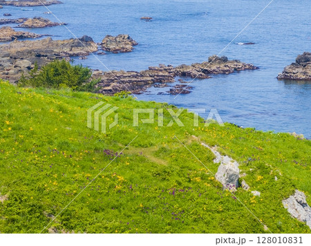 空撮「青森県」花咲く岬の風景 種差海岸 空撮「青森県」花咲く岬の風景 種差海岸 128010831