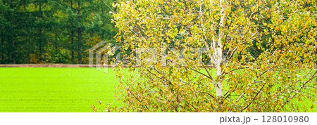 北海道美瑛町の色づき始めた白樺の木 128010980