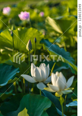 朝日を浴びる白い蓮の花 128011049