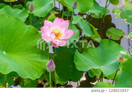 蓮の花のある風景 128011057