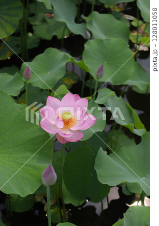 葉の間から顔を出した蓮の花 葉の間から顔を出した蓮の花 128011058