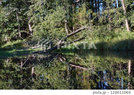Tranquil Forest Lake with Fallen Trees Reflection 128011069