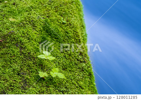 「青森県」初夏の奥入瀬渓流の風景　十和田市 128011285