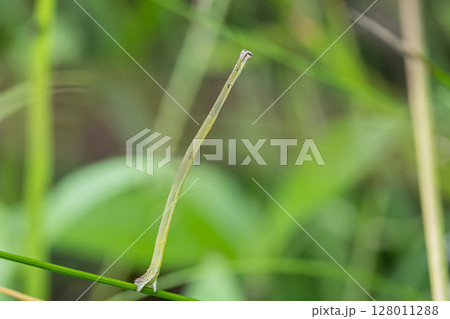 イモムシ フタナミトビヒメシャク幼虫 イモムシ フタナミトビヒメシャク幼虫 128011288