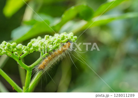 オビヒトリ幼虫（毛虫） 128011289