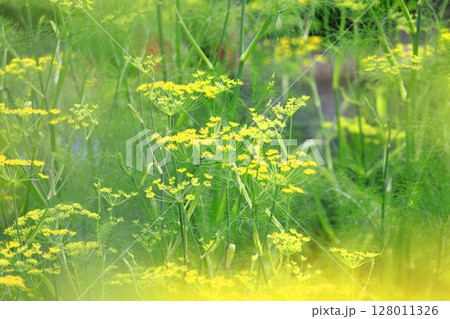 満開の茴香（ウイキョウ）の花 128011326