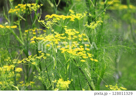 満開の茴香(ウイキョウ)の花 満開の茴香(ウイキョウ)の花 128011329