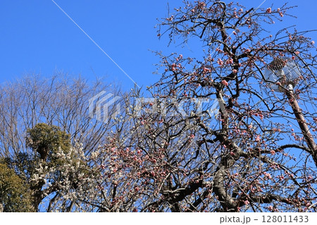 東京都世田谷区梅ケ丘の羽根木公園の梅林 128011433