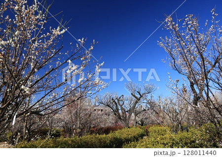 東京都世田谷区梅ケ丘の羽根木公園の梅林の風景 128011440