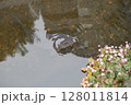 水面に映る鯉と花 − 日本の春風景 128011814
