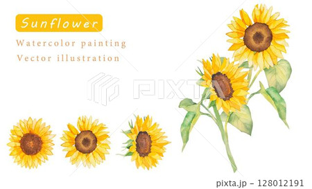 ひまわりの花の素材ベクター水彩イラスト 128012191