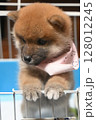 つかまり立ちする仔犬 128012245