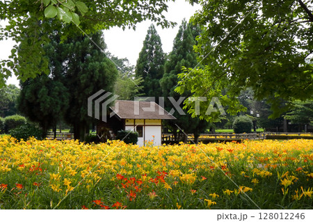 ロマンチック茨城（約4000株のキスゲが水車小屋を囲み見事に群生する。）古河市「ネープルパーク」 128012246