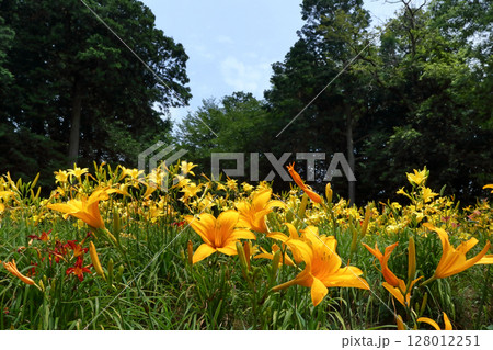 ロマンチック茨城（古河市「ネープルパーク」キスゲ園。一花一花、「毎日咲き変わる」花が美しい。） 128012251