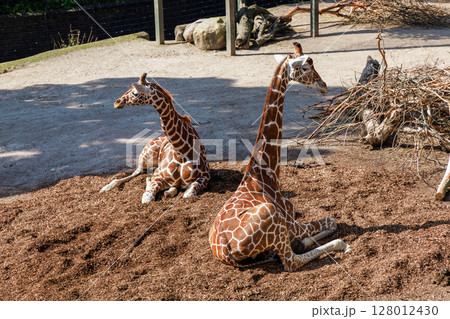 Two giraffes are resting in a nature park Two giraffes are resting in a nature park 128012430