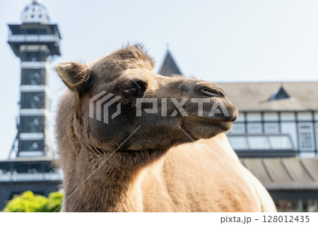One two humped camel stands and looks forward One two humped camel stands and looks forward 128012435