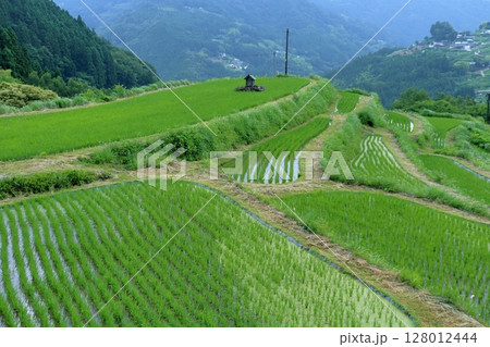 大豊町八畝の棚田　梅雨時の景観　（高知県） 128012444