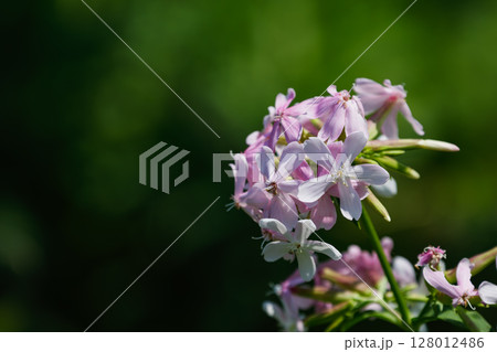 可愛いシャボンソウの花 可愛いシャボンソウの花 128012486