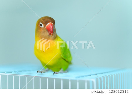 ボタンインコ ボタンインコ 128012512