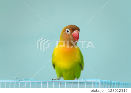 ボタンインコ 128012513