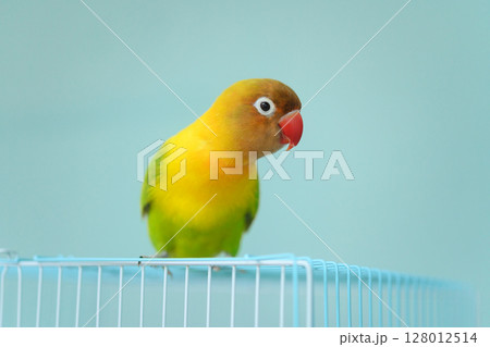 ボタンインコ ボタンインコ 128012514