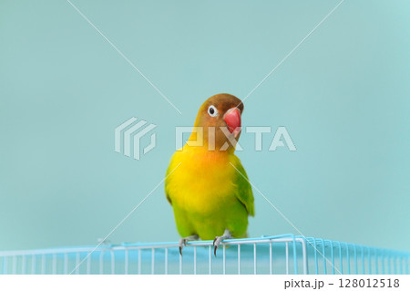 ボタンインコ ボタンインコ 128012518