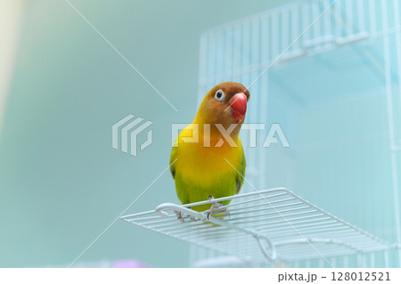 ボタンインコ ボタンインコ 128012521