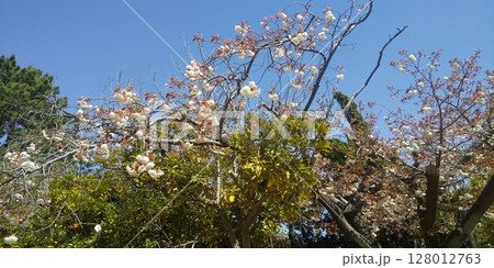 桜では開花が遅い八重桜が満開 128012763