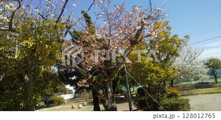 桜では開花が遅い八重桜が満開 桜では開花が遅い八重桜が満開 128012765