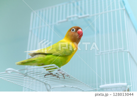 ボタンインコ ボタンインコ 128013044