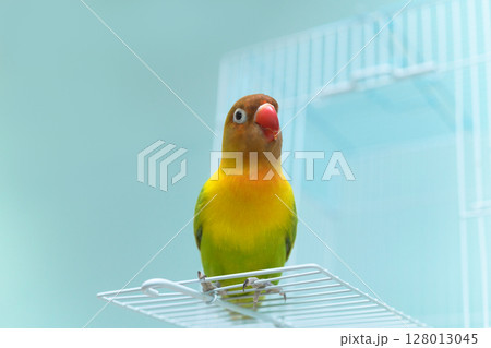 ボタンインコ 128013045