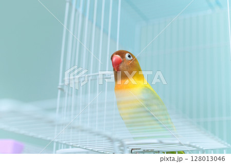 ボタンインコ ボタンインコ 128013046
