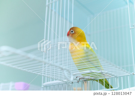 ボタンインコ 128013047