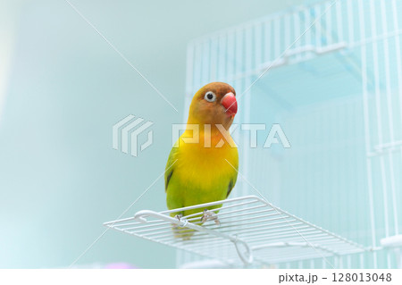 ボタンインコ ボタンインコ 128013048