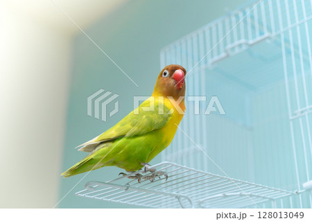 ボタンインコ ボタンインコ 128013049