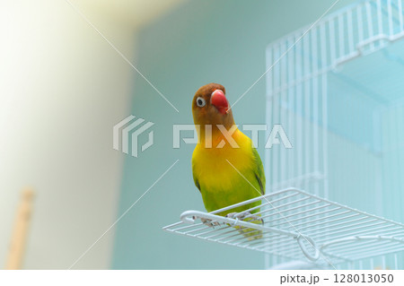 ボタンインコ 128013050