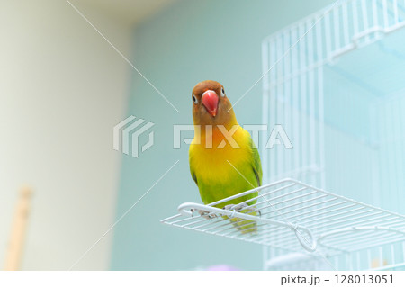 ボタンインコ 128013051