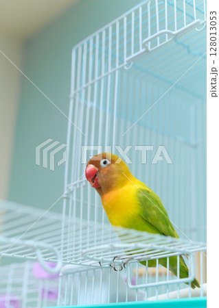 ボタンインコ ボタンインコ 128013053