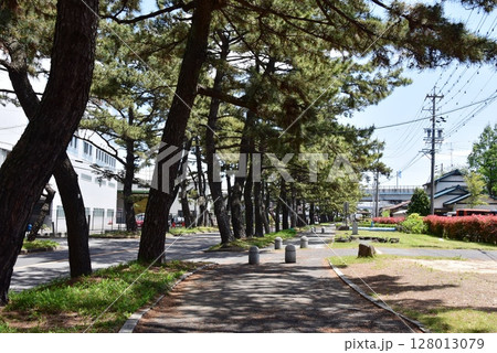 愛知県 知立の松並木牛田方面と側道と町並み 愛知県 知立の松並木牛田方面と側道と町並み 128013079
