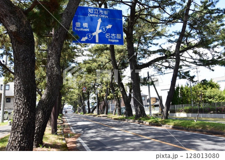 愛知県 知立の松並木と道路標識 愛知県 知立の松並木と道路標識 128013080