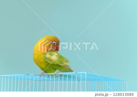 ボタンインコ 128013089