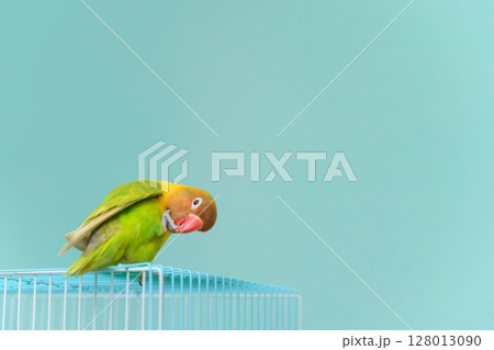 ボタンインコ 128013090