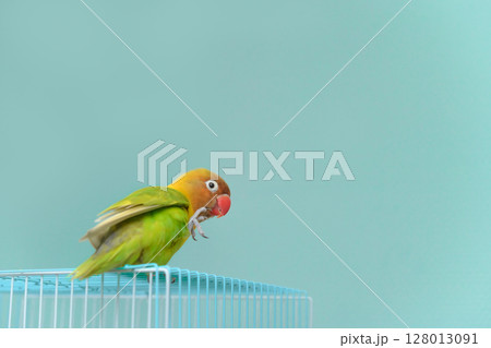 ボタンインコ 128013091