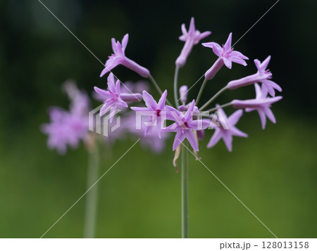 濃桃色のツルバギアの花 濃桃色のツルバギアの花 128013158