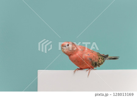 アキクサインコ 128013169